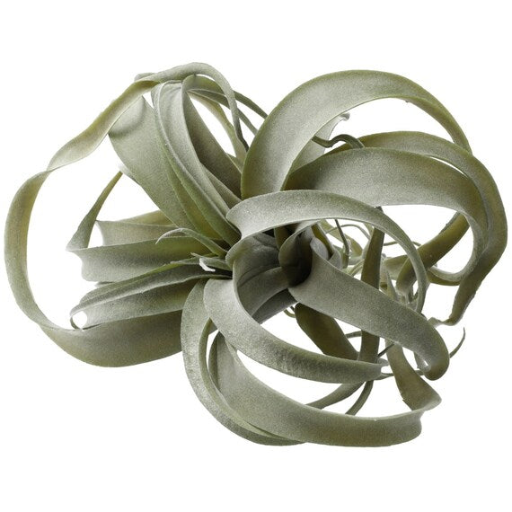 AIR PLANTS 30X30X26 YX