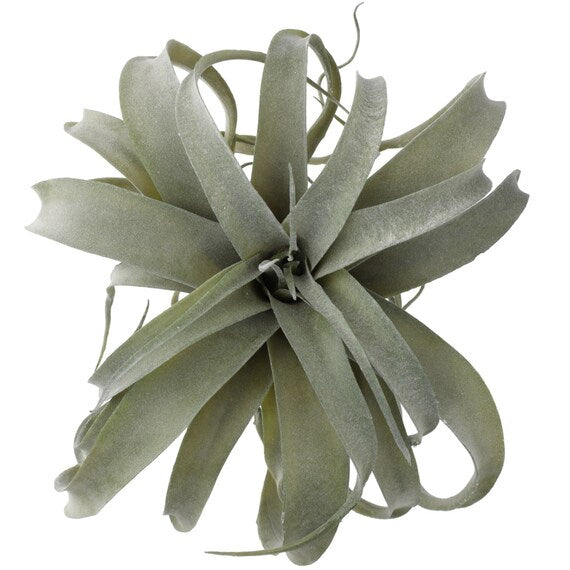 AIR PLANTS 30X30X26 YX