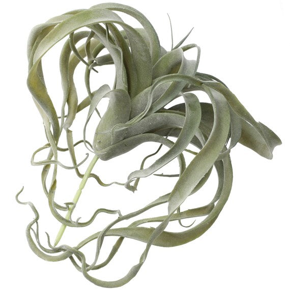 AIR PLANTS 30X30X26 YX