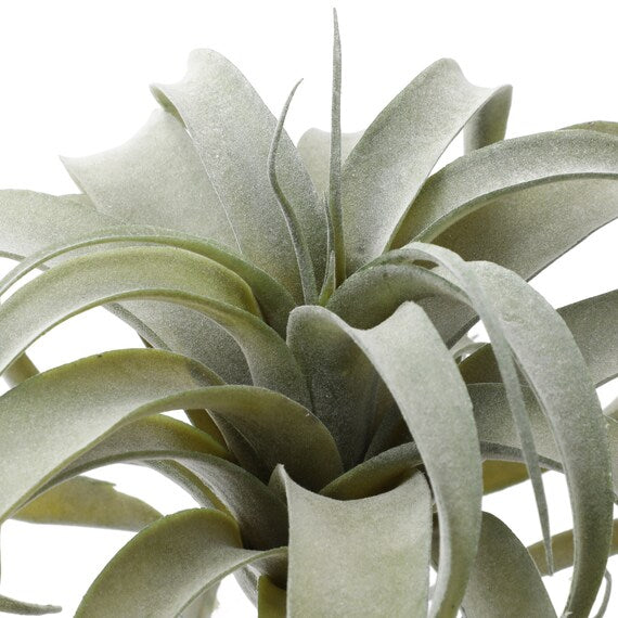 AIR PLANTS 30X30X26 YX