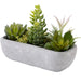 Succulent in Cement Pot HA31755GN