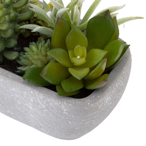 Succulent in Cement Pot HA31755GN