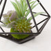 Succulent in Wire Stand HA324830MIX