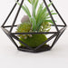 Succulent in Wire Stand HA324830MIX